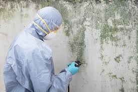 Best Mold Odor Removal Services  in Spring Valley, NV